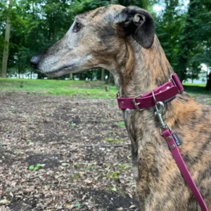 obroża dla Galgo