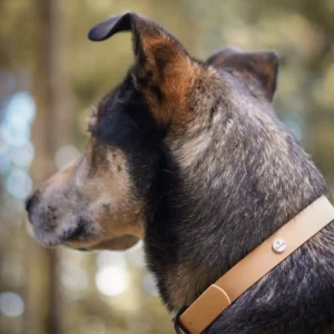 obroża klasyczna złota