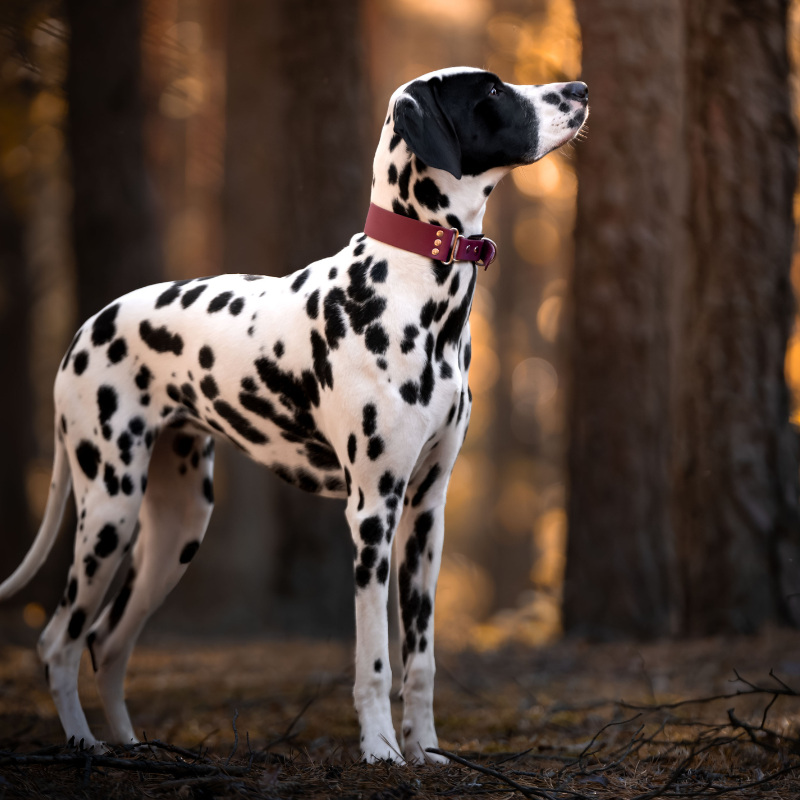obroza szeroka bordowa