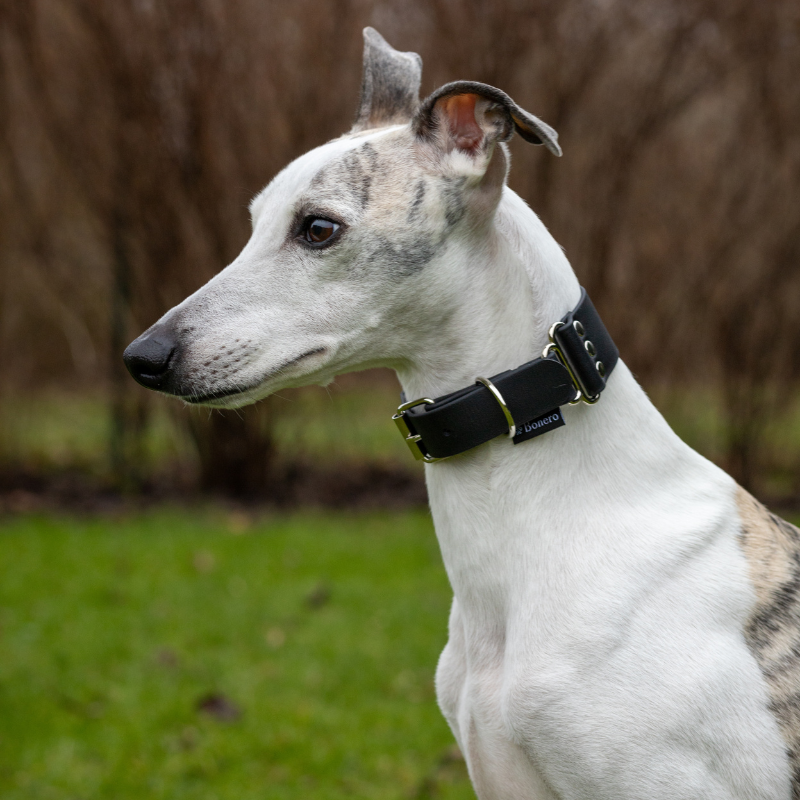 obroża szeroka dla charta czarna z BioThane