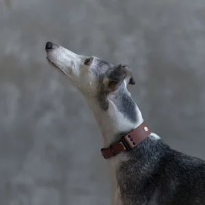 obroża szeroka brązowa