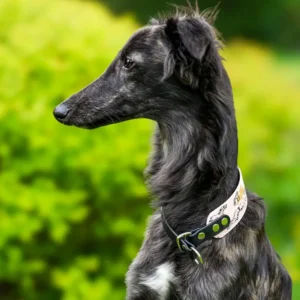 obroża półzaciskowa z grafika speed