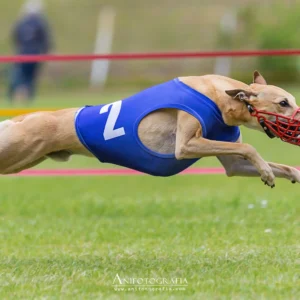 kaganiec whippet czerwony