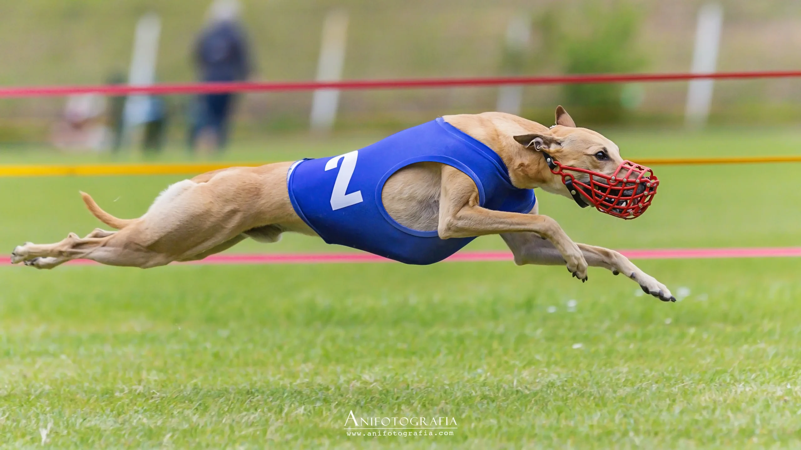 kaganiec whippet czerwony