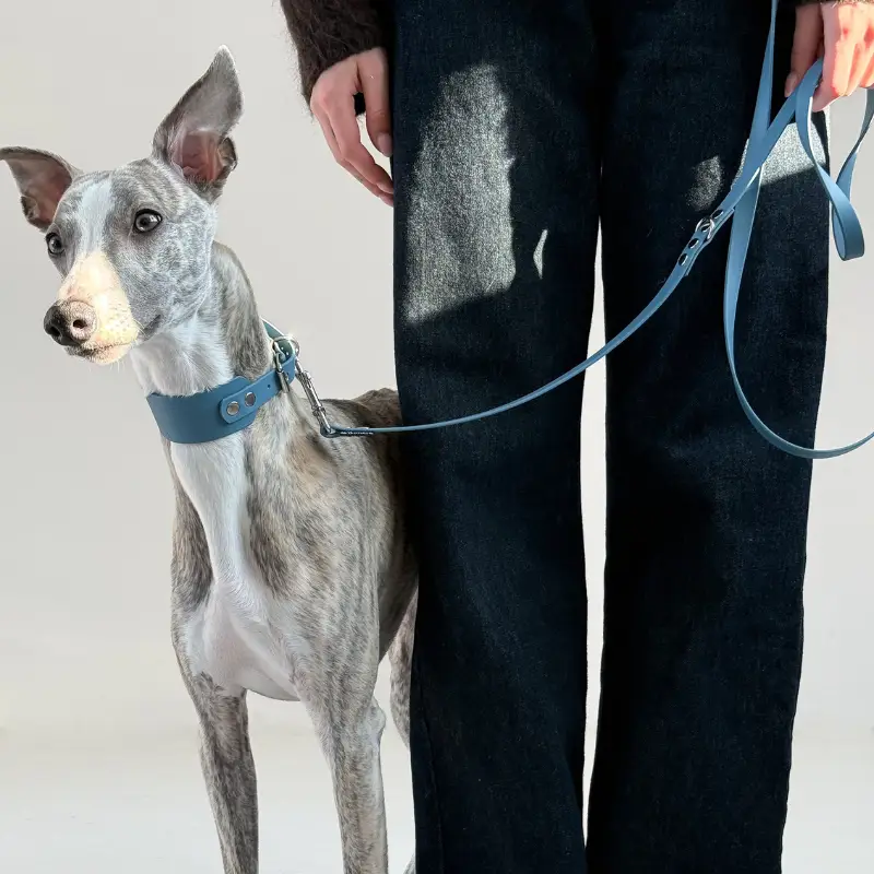 obroża dla charta z BioThane