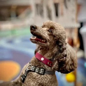 Obroża dla psa z BioThane