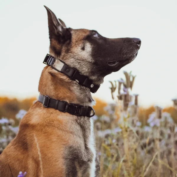 obroża dla Malinosa