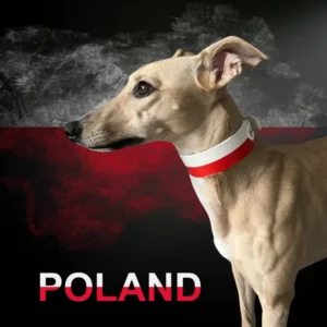 Obroża z flagą Polski