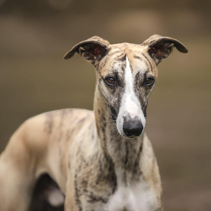 chart angielski whippet