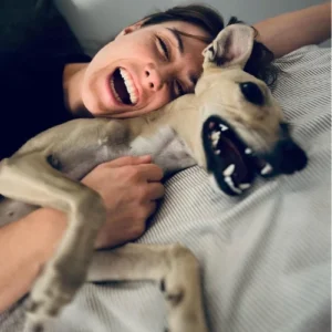 Whippet pies rodzinny