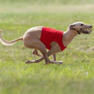 sporty z psem rasy whippet- Coursing