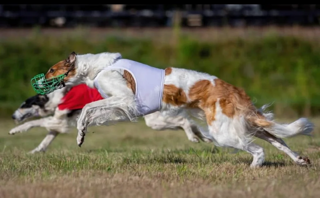 Coursing wyścigi psów