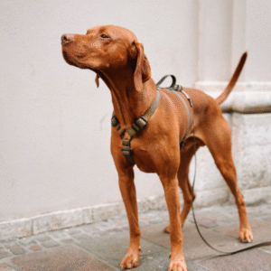 Szelki Oliwkowe Guard