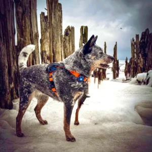 szelki dla psa z BioThane pomarańczowe