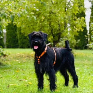 Szelki guard z BioThane