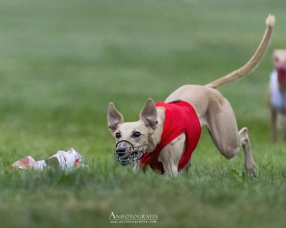 whippet coursing zawody