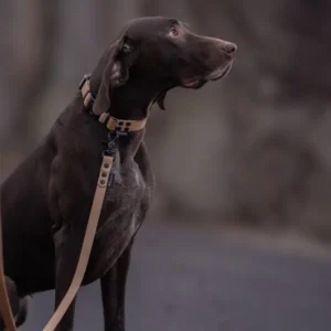 obroża fidlock złota