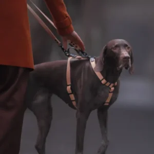 Szelki złote guard z BioThane