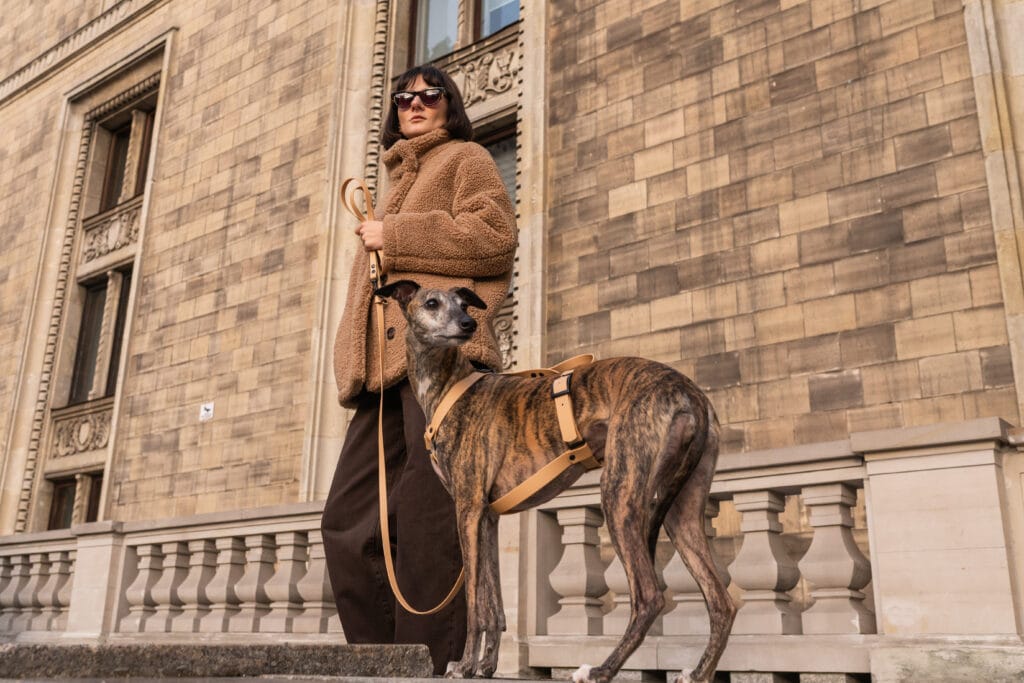 Baner szelki dla charta