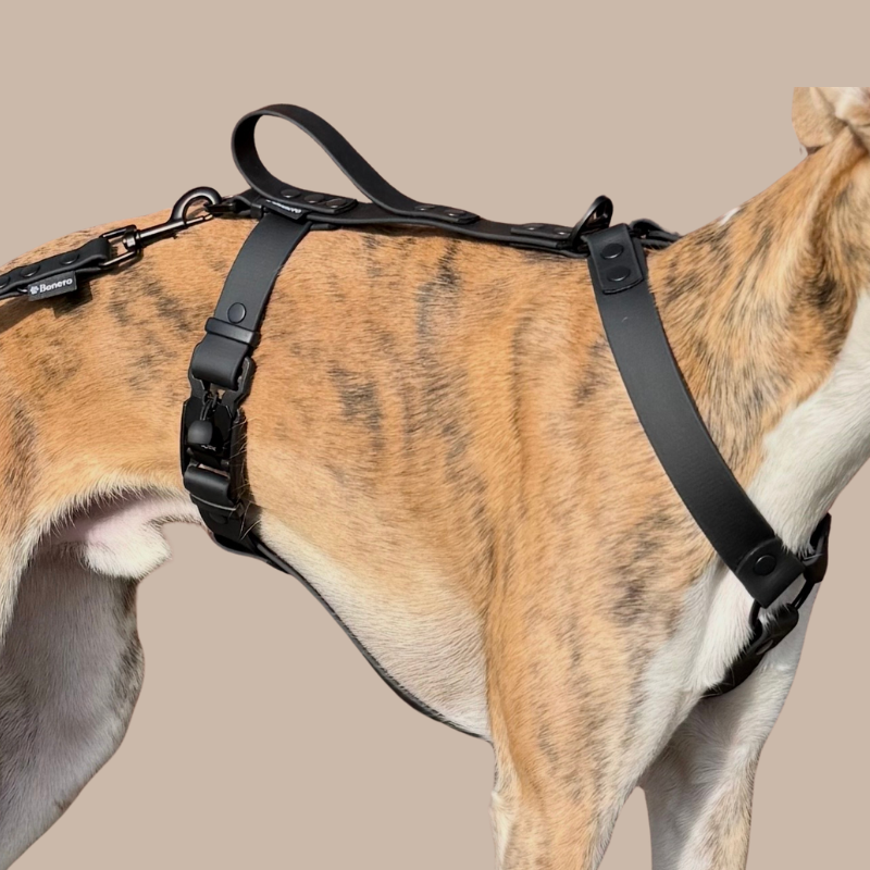 Szelki dla charta czarne