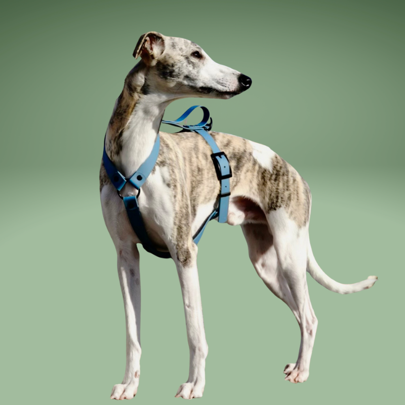 Szelki dla Charta z BioThane® niebieskie - obrazek 2