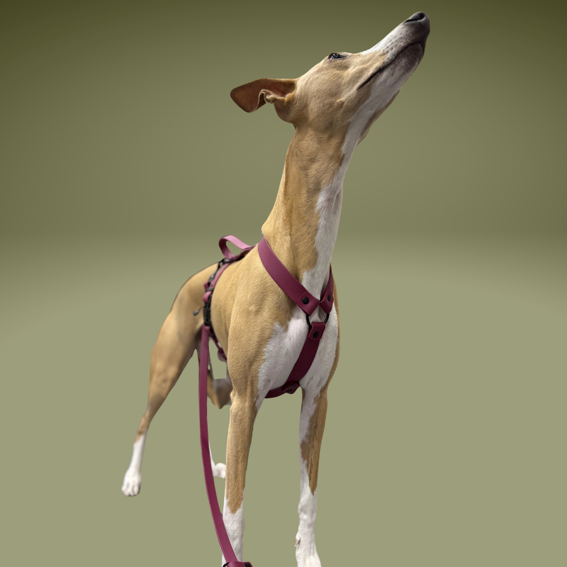 Szelki dla Charta z BioThane® bordowe - obrazek 4