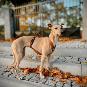 szelki dla charta z Biothane