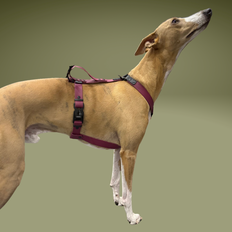 Szelki dla Charta z BioThane® bordowe - obrazek 3