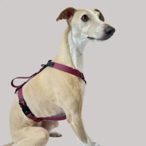 Szelki dla charta z BioThane