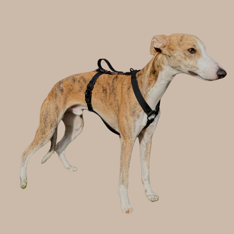 Szelki dla Charta z BioThane® czarne - obrazek 4