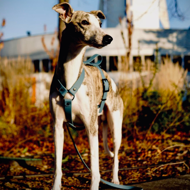 Szelki dla Charta z BioThane® niebieskie - obrazek 5