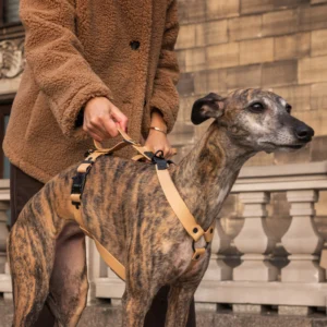 Szelki dla charta złote