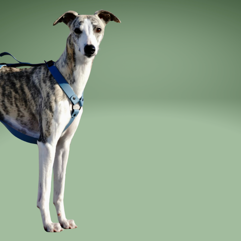 Szelki dla charta niebieskie