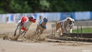 wyścigi torowe chartów