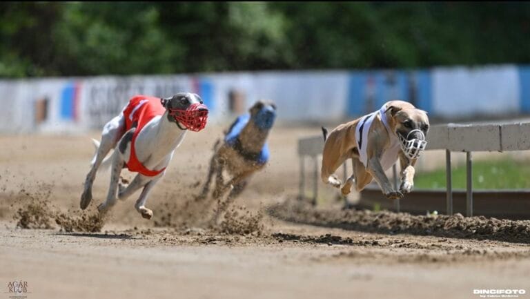 wyścigi torowe chartów