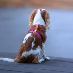 szelki dla małych ras z BioThane
