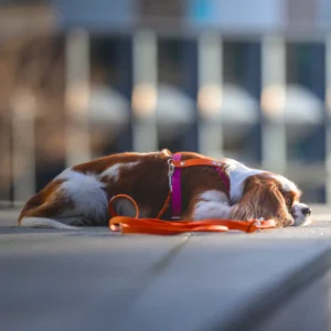 szelki dla małych ras z BioThane