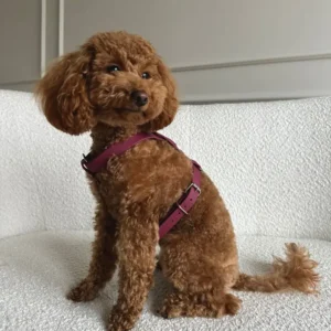 szelki dla małych psów